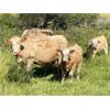 Image 5 : Grassy Flat Ranches Ltd. - 775# Steer Calves - 155 Head (Dewberry, AB)