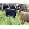 Image 6 : Grassy Flat Ranches Ltd. - 775# Steer Calves - 155 Head (Dewberry, AB)