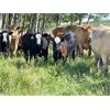 Image 7 : Grassy Flat Ranches Ltd. - 775# Steer Calves - 155 Head (Dewberry, AB)