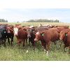 Image 3 : Sentes Farms - 930# Heifers - 60 Head (Raymore, SK)
