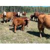 Image 2 : 7C Ranch - 610# Steer Calves - 100 Head (Marwayne, AB)