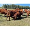 Image 3 : 7C Ranch - 610# Steer Calves - 100 Head (Marwayne, AB)