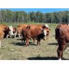 Image 4 : 7C Ranch - 610# Steer Calves - 100 Head (Marwayne, AB)