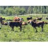 Image 8 : 7C Ranch - 610# Steer Calves - 100 Head (Marwayne, AB)
