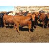 Image 2 : Douglass Agro - 1027# Heifers - 321 Head (Gem, AB)