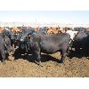 Image 4 : Douglass Agro - 1027# Heifers - 321 Head (Gem, AB)