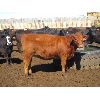Image 5 : Douglass Agro - 1027# Heifers - 321 Head (Gem, AB)