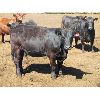 Image 6 : Douglass Agro - 1027# Heifers - 321 Head (Gem, AB)