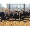 Image 7 : Douglass Agro - 1027# Heifers - 321 Head (Gem, AB)