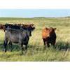 Image 12 : Can-Fed Beef Corp. - 850# Heifers - 280 Head (Elkhorn, MB)