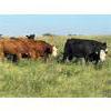 Image 13 : Can-Fed Beef Corp. - 850# Heifers - 280 Head (Elkhorn, MB)