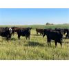 Image 4 : Can-Fed Beef Corp. - 850# Heifers - 280 Head (Elkhorn, MB)