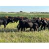 Image 5 : Can-Fed Beef Corp. - 850# Heifers - 280 Head (Elkhorn, MB)
