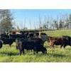 Image 8 : Can-Fed Beef Corp. - 850# Heifers - 280 Head (Elkhorn, MB)