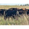 Image 5 : Can-Fed Beef Corp. - 825# Heifers - 365 Head (Elkhorn, MB)