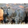 Image 6 : Rafter C Cattle Co. - 790# Heifers - 32 Head (Lafleche, SK)