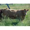 Image 7 : Cross Coulee Ranching - 975# Heifers - 150 Head (Duchess, AB)