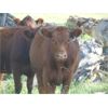 Image 9 : Cross Coulee Ranching - 975# Heifers - 150 Head (Duchess, AB)