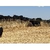 Image 4 : Starland Colony  - 725# Steer Calves - 115 Head (Morrin, AB)