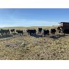Image 5 : Wintering Hills Colony - 625# Heifer Calves - 100 Head (Hussar, AB)