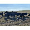 Image 6 : Wintering Hills Colony - 625# Heifer Calves - 100 Head (Hussar, AB)