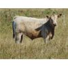 Image 2 : GW Murray Ranches - 570# Steer Calves - 100 Head (Tompkins, SK)
