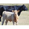 Image 3 : GW Murray Ranches - 570# Steer Calves - 100 Head (Tompkins, SK)