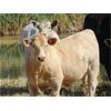 Image 5 : GW Murray Ranches - 570# Steer Calves - 100 Head (Tompkins, SK)