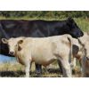 Image 6 : GW Murray Ranches - 570# Steer Calves - 100 Head (Tompkins, SK)