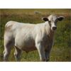 Image 7 : GW Murray Ranches - 570# Steer Calves - 100 Head (Tompkins, SK)