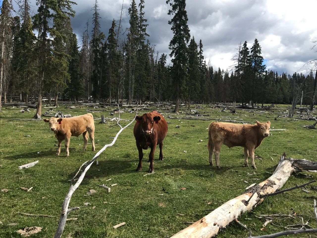 Guichon Creek Ranch 525 Steer Calves 120 Head (Anahim Lake, BC