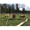 Image 5 : Guichon Creek Ranch - 525# Steer Calves - 120 Head (Anahim Lake, BC)