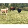 Image 6 : Guichon Creek Ranch - 525# Steer Calves - 120 Head (Anahim Lake, BC)
