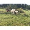 Image 9 : Guichon Creek Ranch - 525# Steer Calves - 120 Head (Anahim Lake, BC)