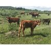 Image 2 : Guichon Creek Ranch - 425# Steer Calves - 130 Head (Anahim Lake, BC)