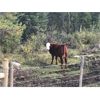 Image 4 : Guichon Creek Ranch - 425# Steer Calves - 130 Head (Anahim Lake, BC)