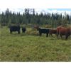Image 8 : Guichon Creek Ranch - 425# Steer Calves - 130 Head (Anahim Lake, BC)