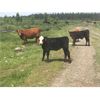 Image 2 : Guichon Creek Ranch - 425# Heifer Calves - 130 Head (Anahim Lake, BC)
