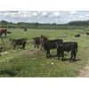 Image 3 : Guichon Creek Ranch - 425# Heifer Calves - 130 Head (Anahim Lake, BC)