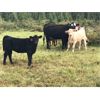 Image 5 : Guichon Creek Ranch - 425# Heifer Calves - 130 Head (Anahim Lake, BC)