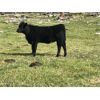 Image 6 : Guichon Creek Ranch - 325# Heifer Calves - 65 Head (Anahim Lake, BC)