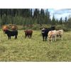 Image 8 : Guichon Creek Ranch - 325# Heifer Calves - 65 Head (Anahim Lake, BC)