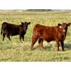 Image 3 : Damen Cattle Corp. - 610# Steer Calves - 100 Head (Strathmore, AB)