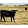 Image 5 : Damen Cattle Corp. - 610# Steer Calves - 100 Head (Strathmore, AB)