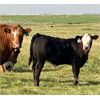 Image 7 : Damen Cattle Corp. - 610# Steer Calves - 100 Head (Strathmore, AB)