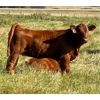 Image 7 : Damen Cattle Corp. - 535# Heifer Calves - 115 Head (Strathmore, AB)