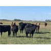 Image 2 : Wolverine Cattle Co. - 950# Steers - 180 Head (Geurnsey, SK)