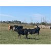 Image 5 : Wolverine Cattle Co. - 950# Steers - 180 Head (Geurnsey, SK)