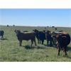 Image 6 : Wolverine Cattle Co. - 950# Steers - 180 Head (Geurnsey, SK)