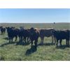 Image 7 : Wolverine Cattle Co. - 950# Steers - 180 Head (Geurnsey, SK)